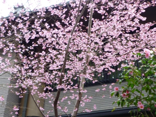 春、東福寺の道